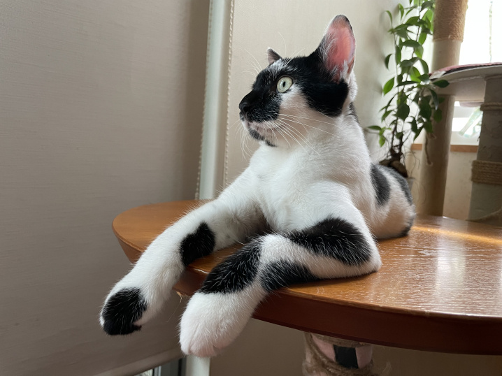 家の猫たちの画像