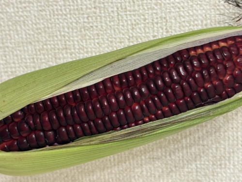 赤い宝石が輝く「大和ルージュ」の画像