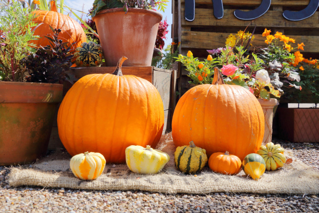 秋の引っ越しのメリットについての画像