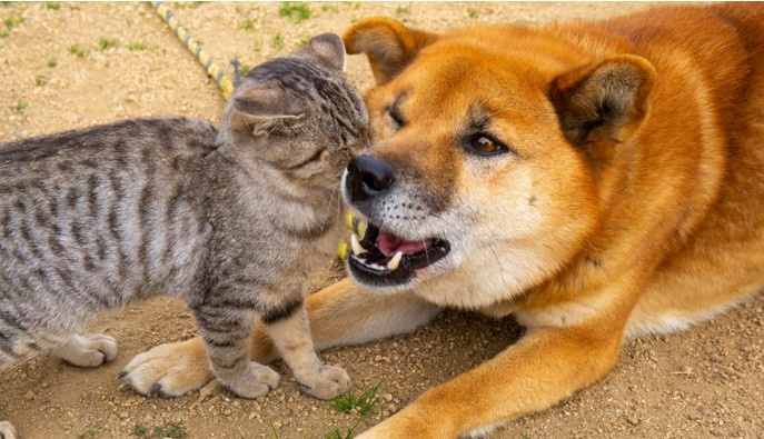 犬と猫の譲渡会の画像