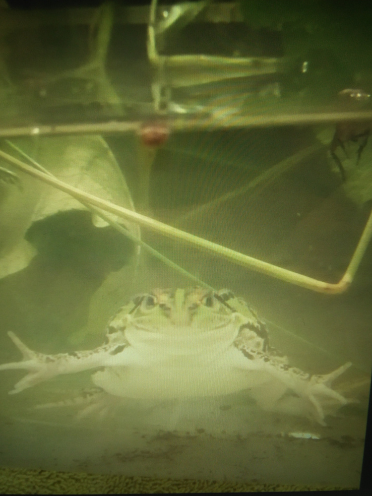 「殿様かえる」の画像