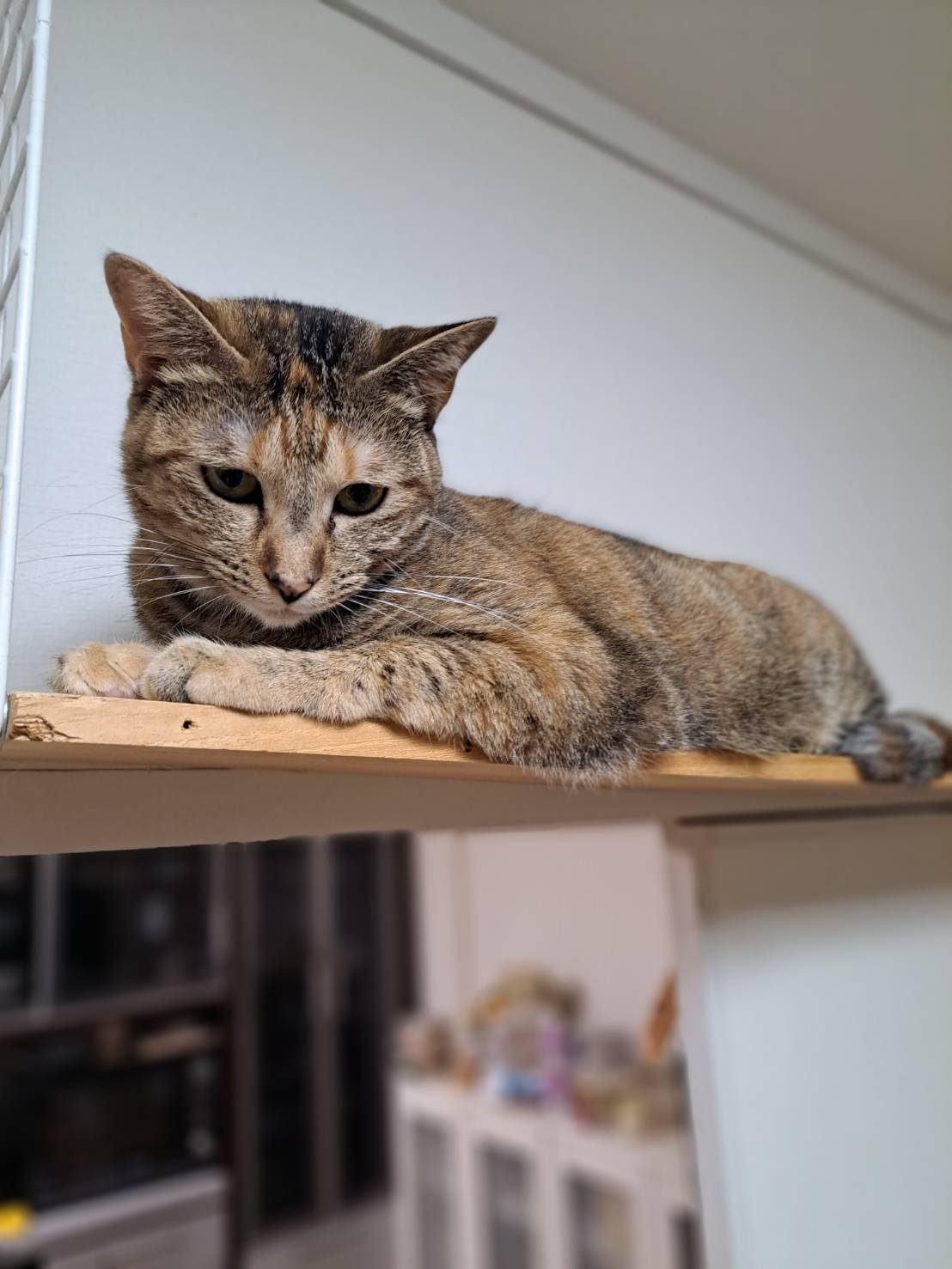 本日のネコ♪の画像