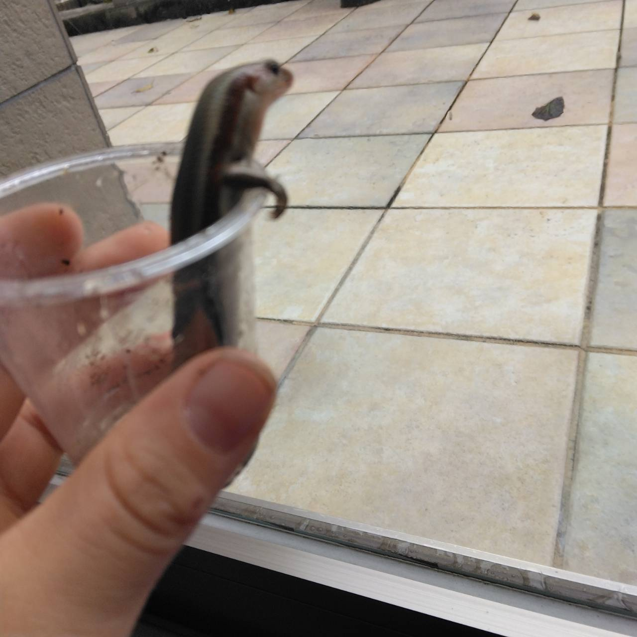 スムトコ不動産事務サポートSのブログ「S家のトカゲ騒動～その...の画像