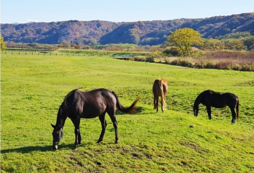 天高く馬肥ゆる秋の画像