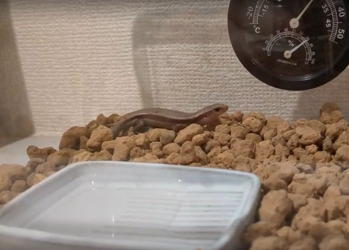 スムトコ不動産事務サポートSのブログ～S家のトカゲ騒動　完～...の画像