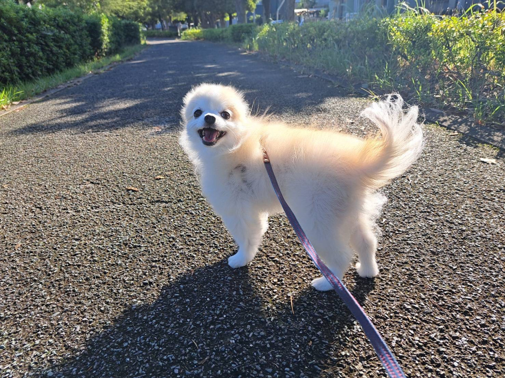 「矢作公園へお散歩」の画像