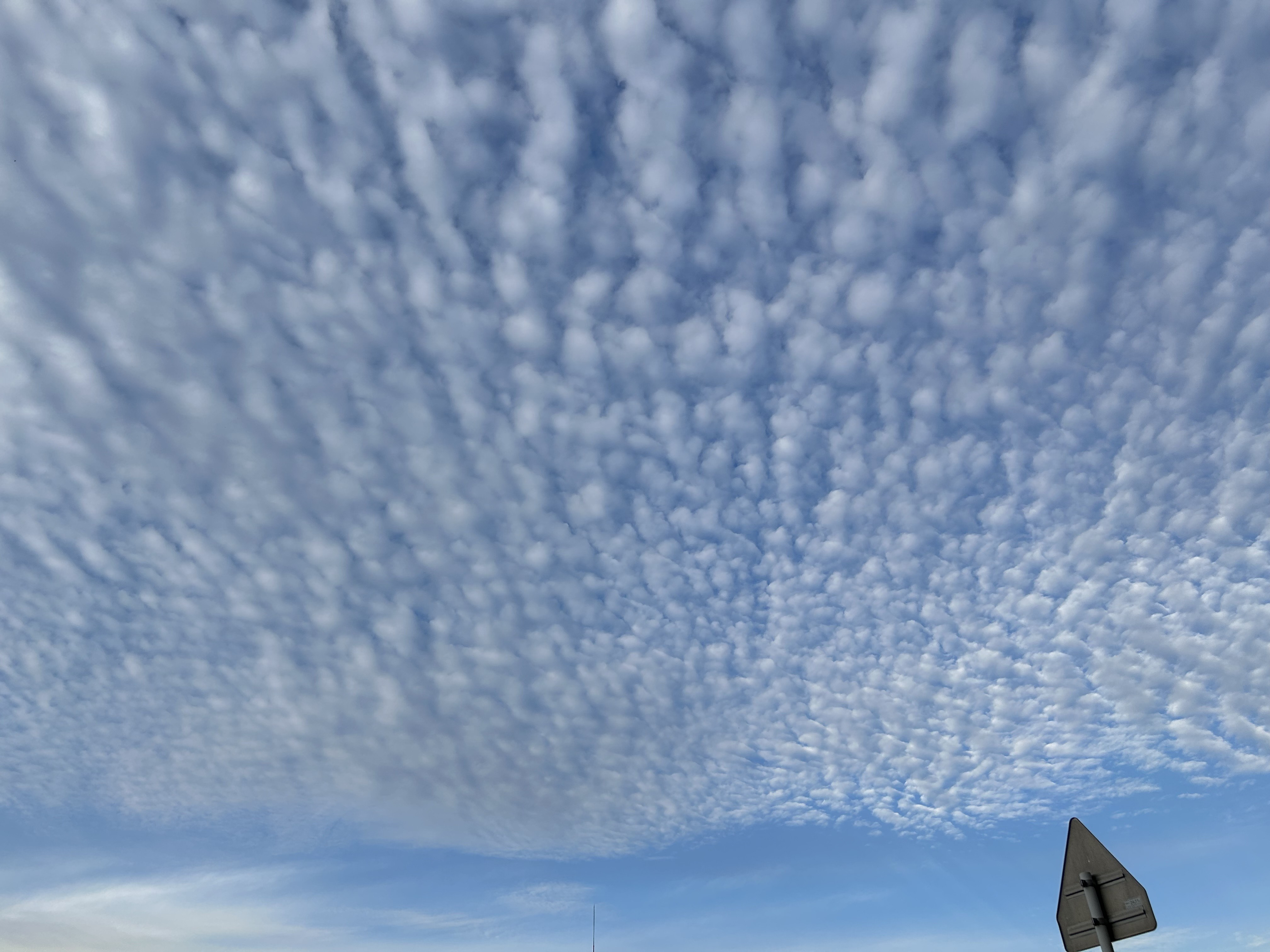 いわし雲？うろこ雲？の画像