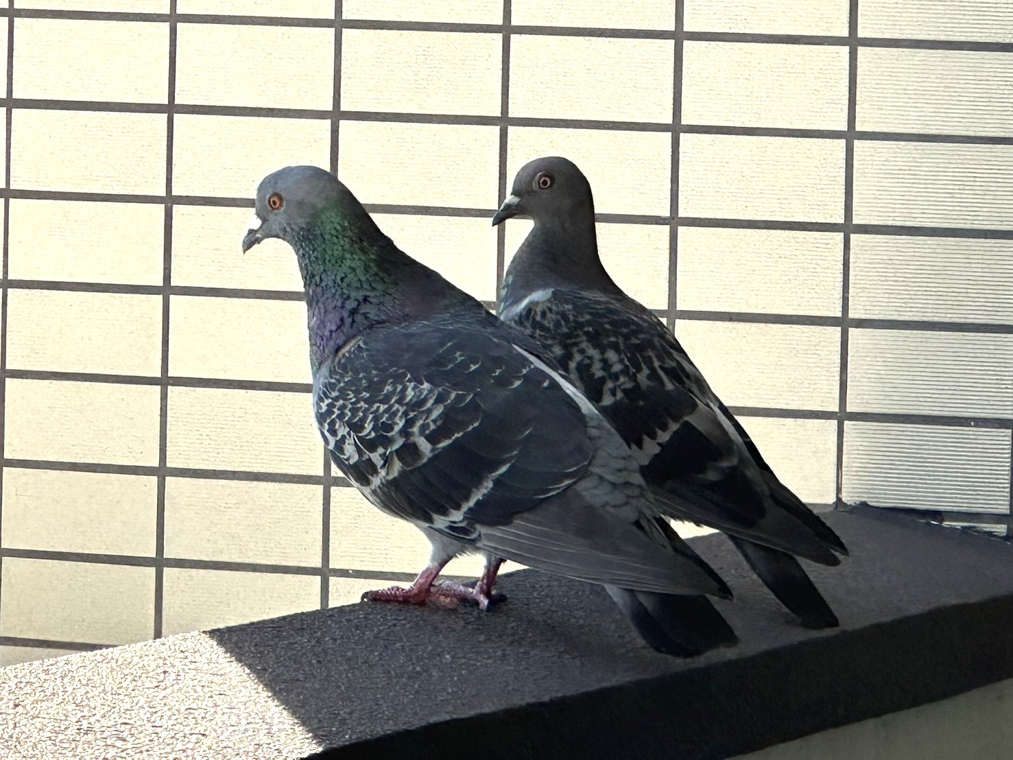 待ち合わせ？の画像