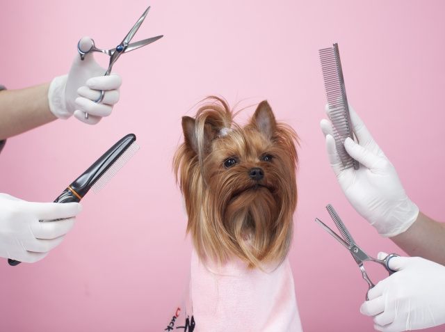 小型犬カット高評価のトリミングサロンのご紹介の画像