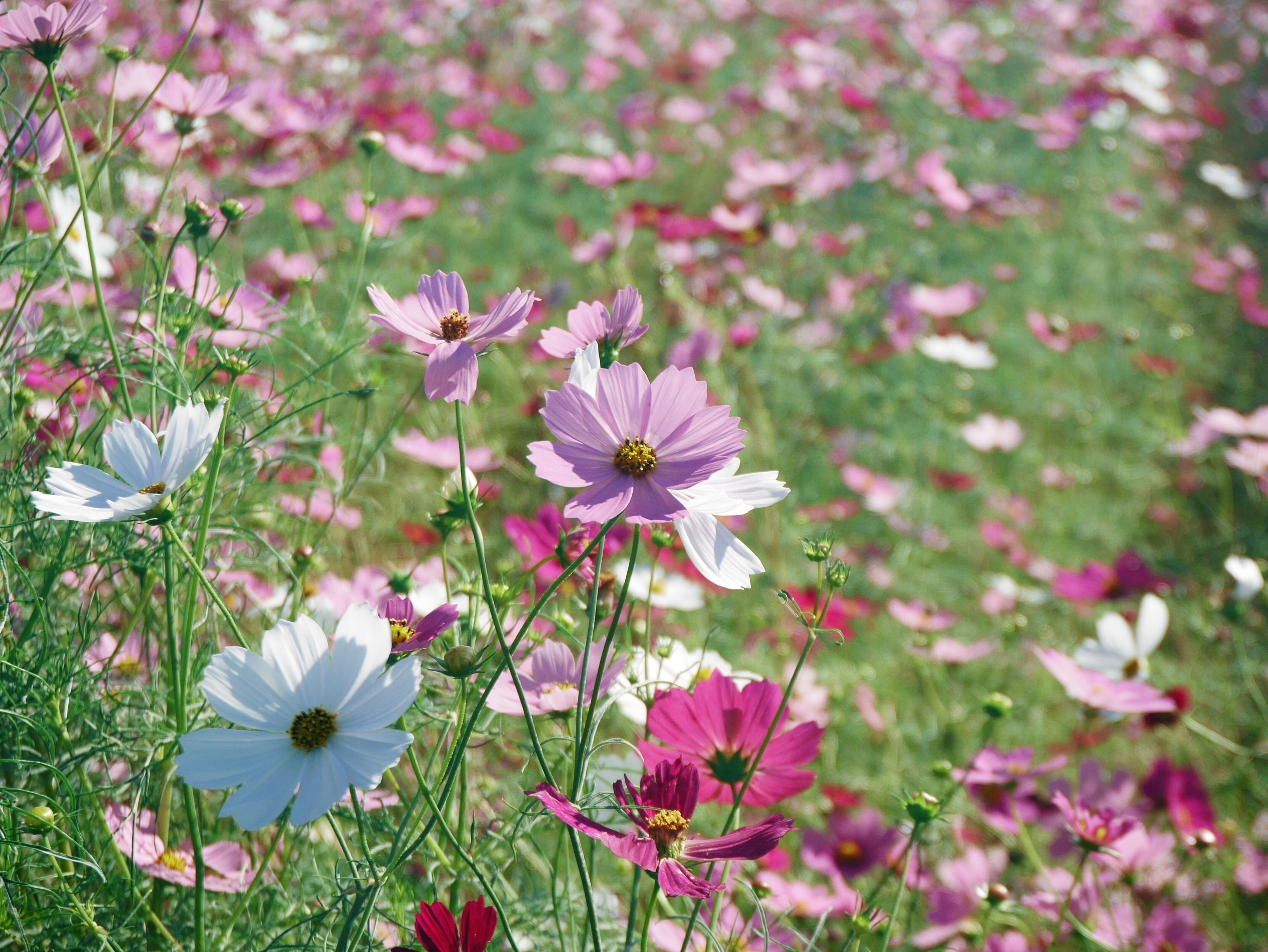 斑鳩に行って来ました♪の画像