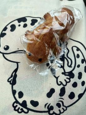 最新記事「めずらしいもの♪」の画像