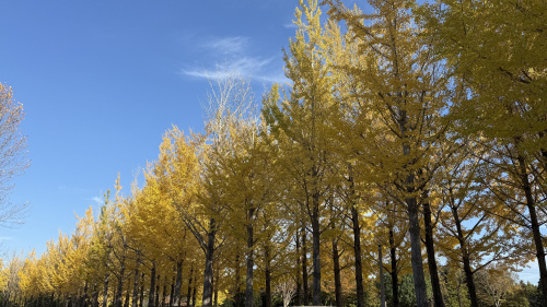 そろそろ紅葉の時期ですねの画像