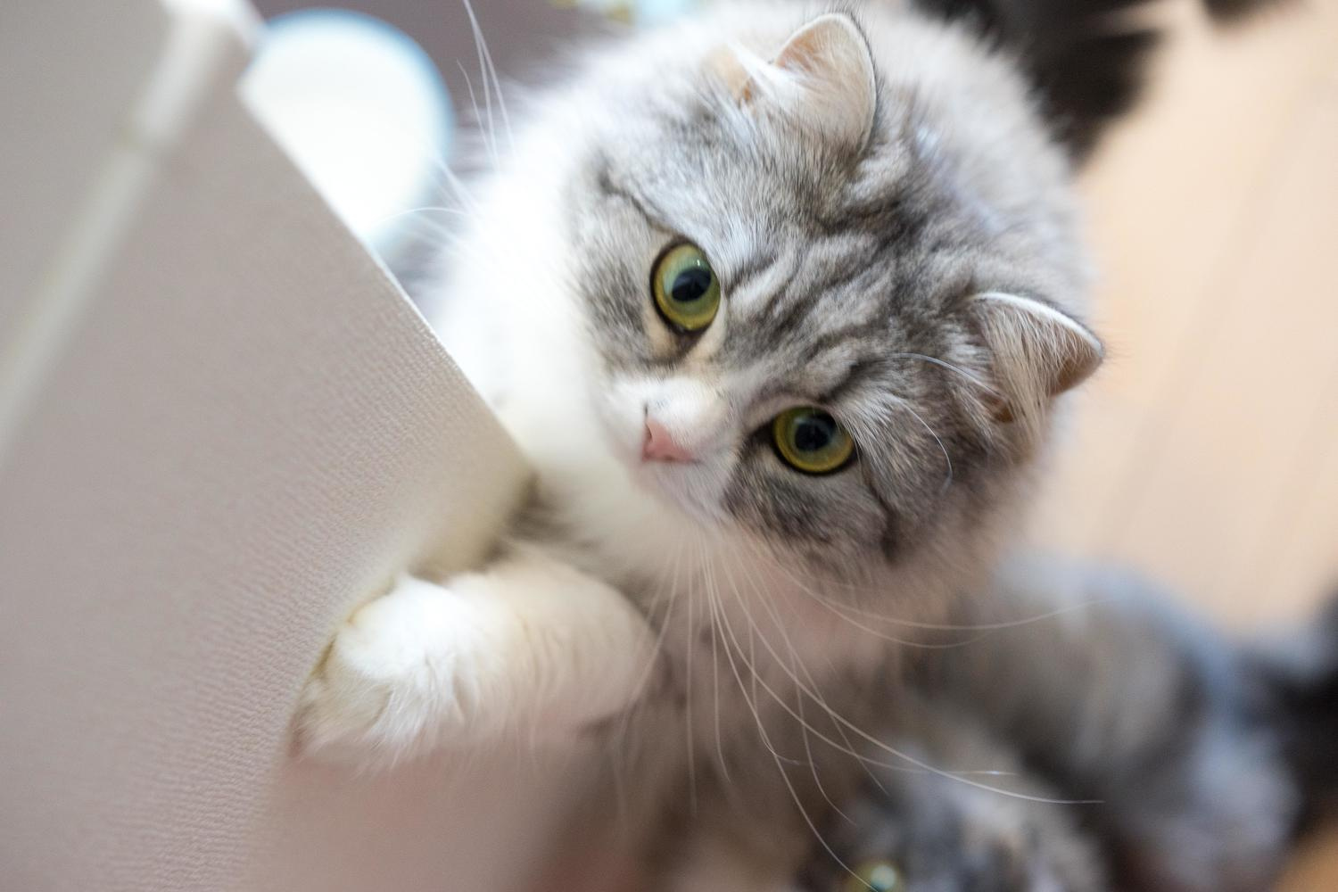 ひたちなか市で犬や猫と暮らせる賃貸はある？OK物件の探し方や...の画像