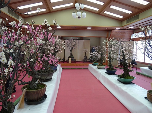 奈良県イベント情報♪菅原天満宮盆梅展♪の画像