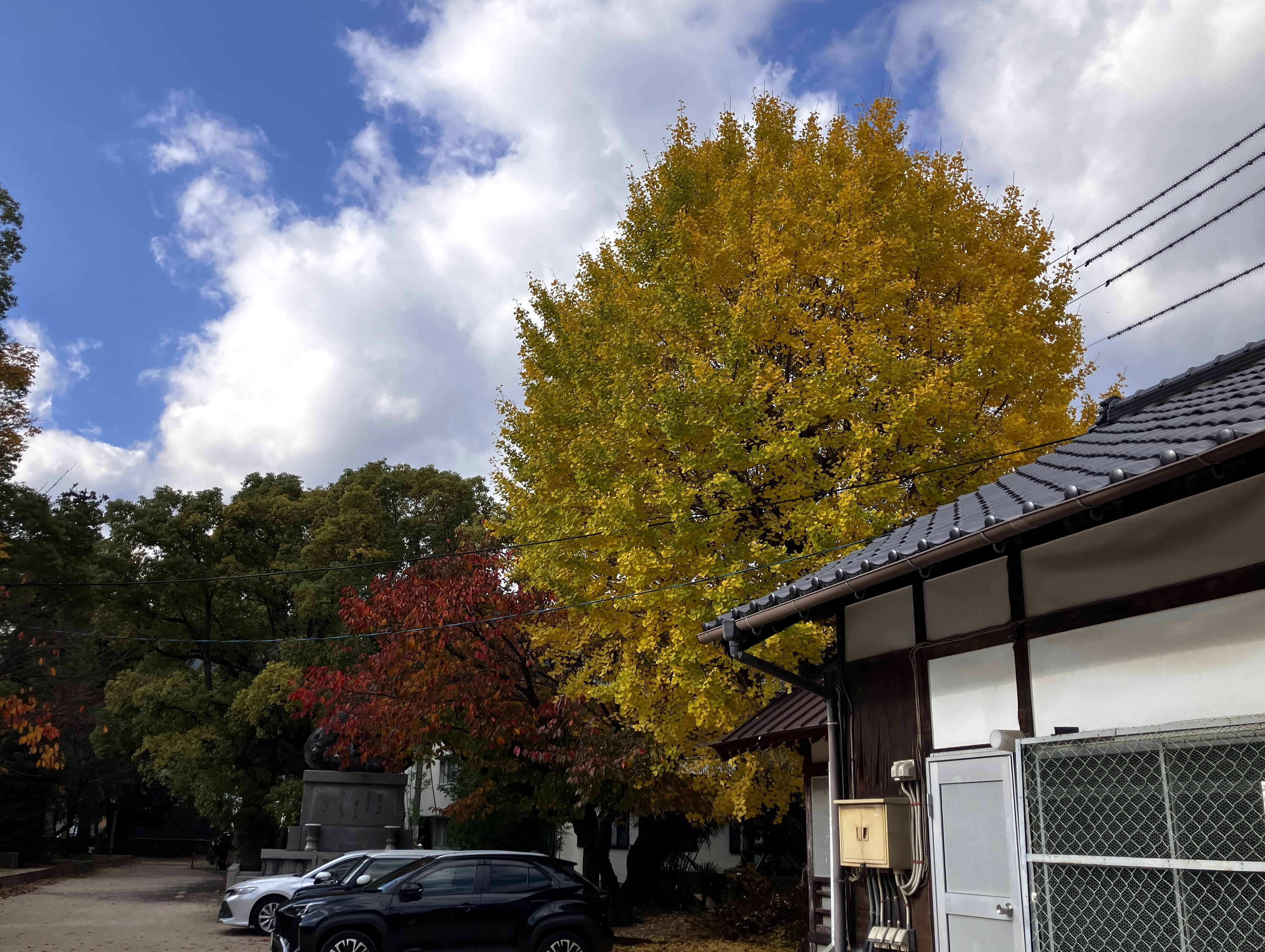 イチョウの画像