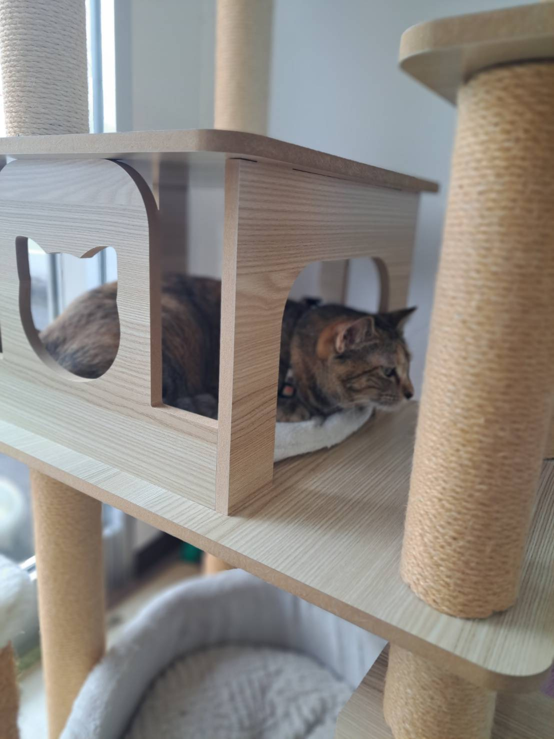 今日のネコの画像