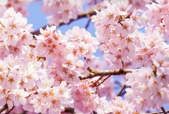 「賃貸物件の家賃は時期で変わる？3月の相場と効率的な部屋探し...の画像