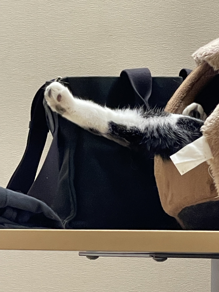 ろびん丸　猫ハウスニョキからぱーの画像