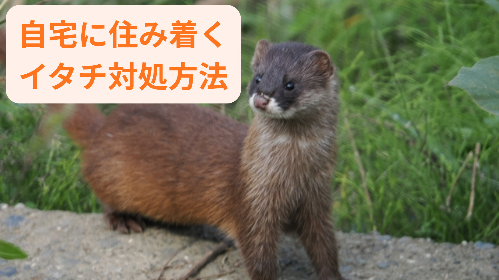 イタチ駆除の方法が知りたい方へ！自宅でできる対策や注意点も解...の画像