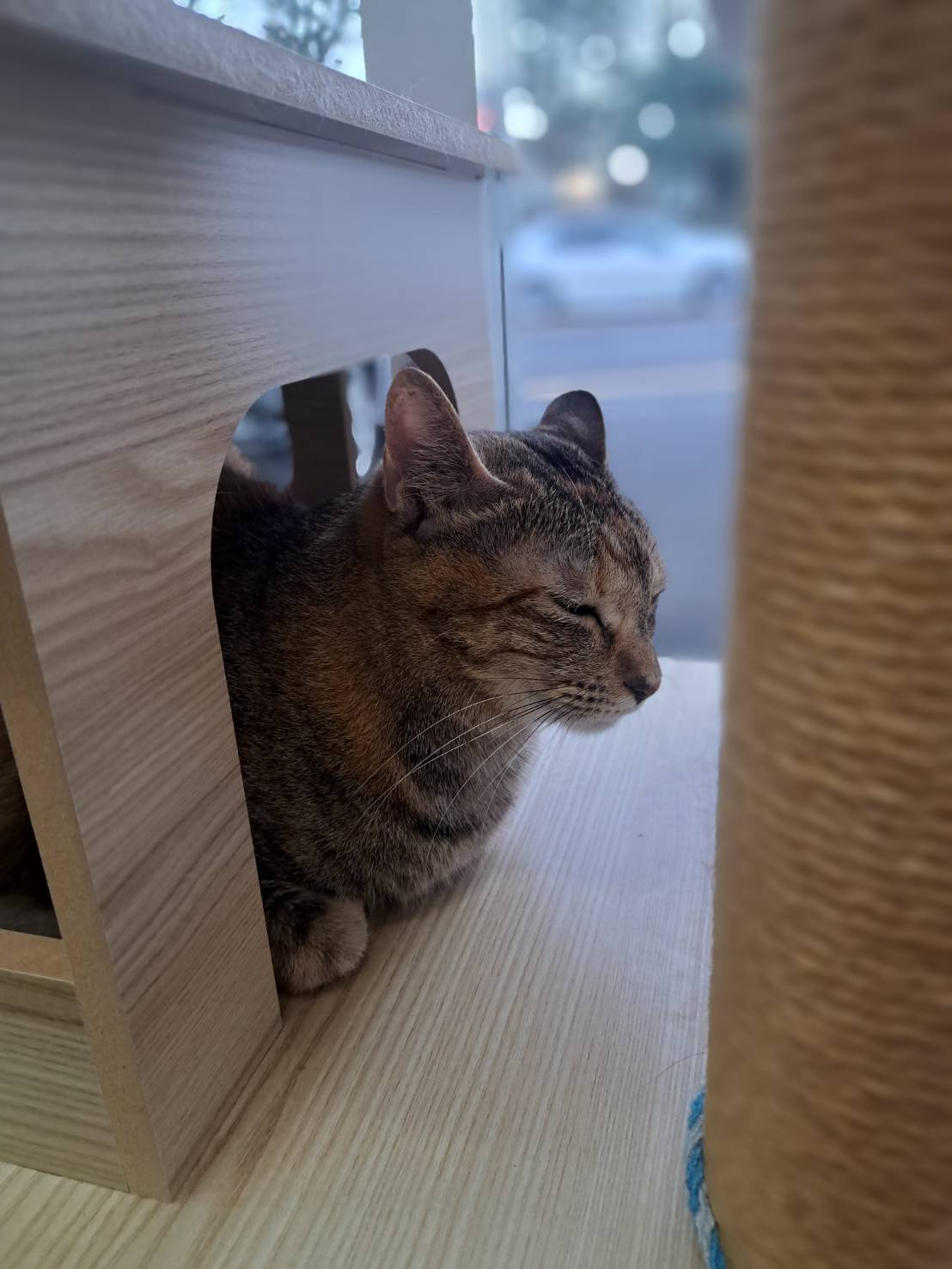 今日のネコ♪の画像