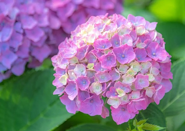 借地を更地返還したい時の注意点は？売却の方法や大阪での流れも...の画像