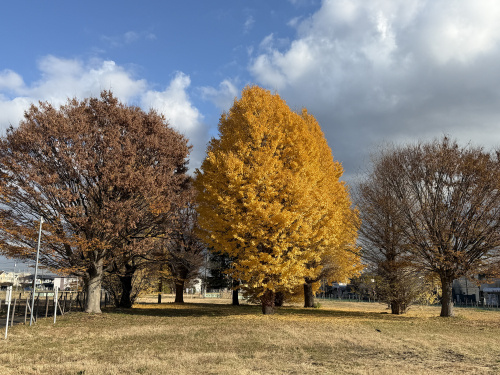 冬の始まりを告げる黄金のいちょうの画像