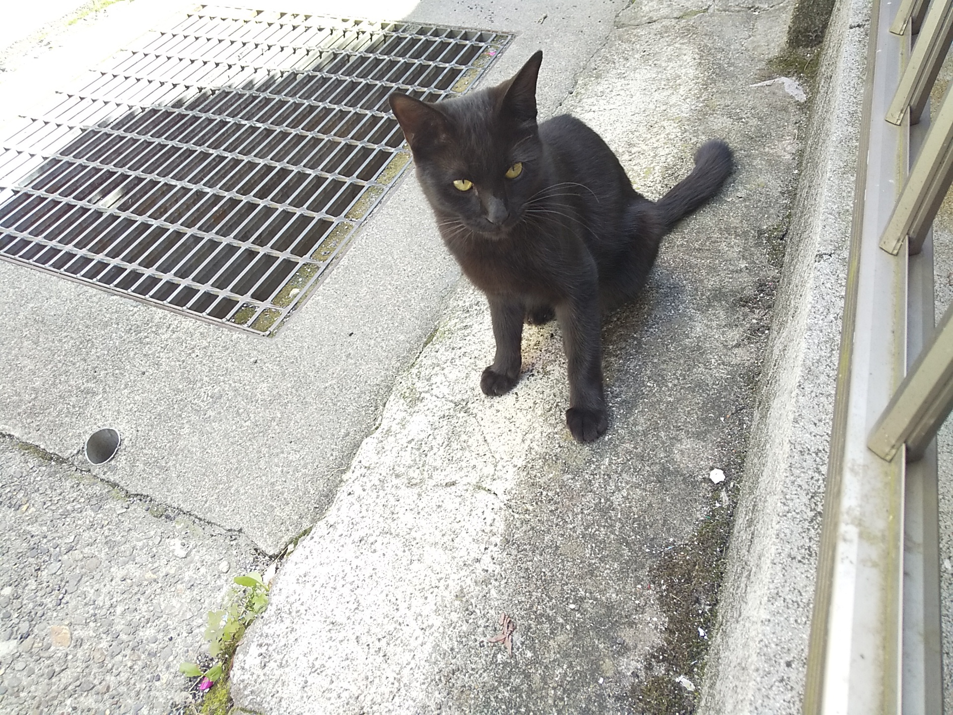 岐阜市の月極駐車場管理と猫のフン対策の現場からの画像