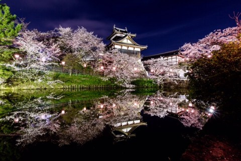 奈良県イベント情報 桜 見頃 郡山城跡 奈良県の賃貸なら 賃貸のマサキ