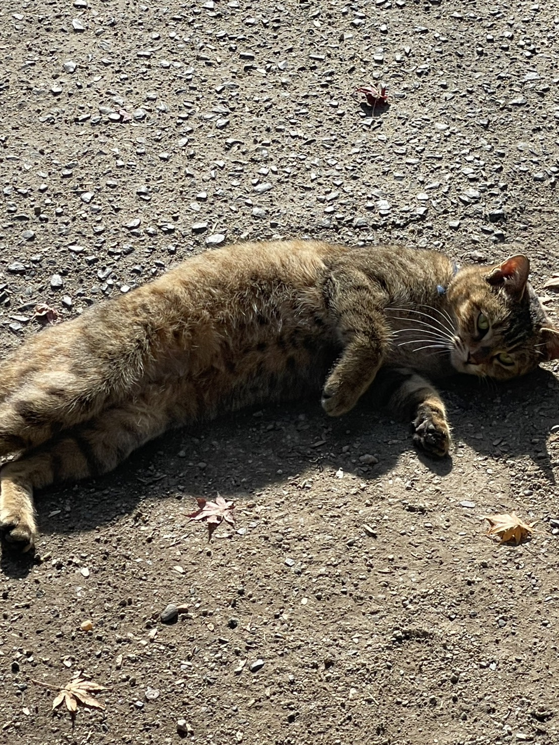 元町〜諏訪神社〜再度山〜修法ヶ原〜布引の滝〜新神戸の画像