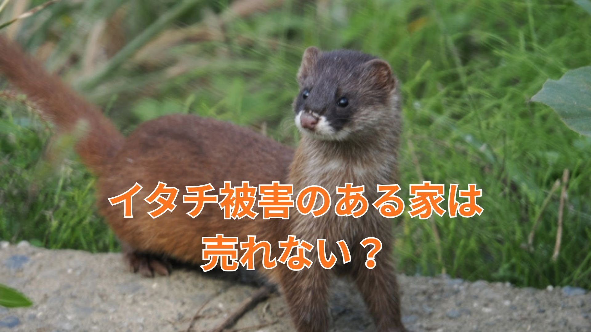 収益物件の売却にイタチ被害は影響する？主なデメリットや対策も...の画像