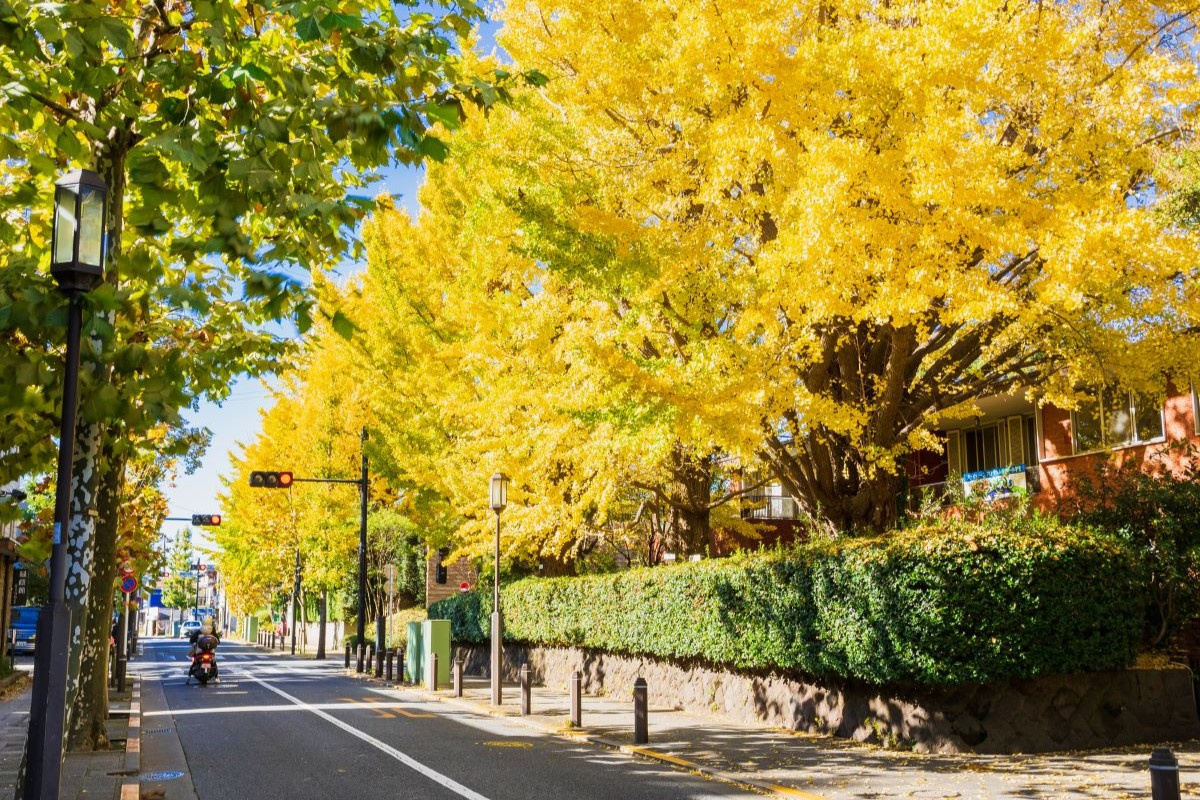 成城大学生におすすめの沿線・駅 TOP10【2026年最新版...の画像