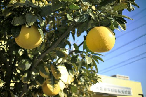 年末のご挨拶と冬季休業のお知らせの画像