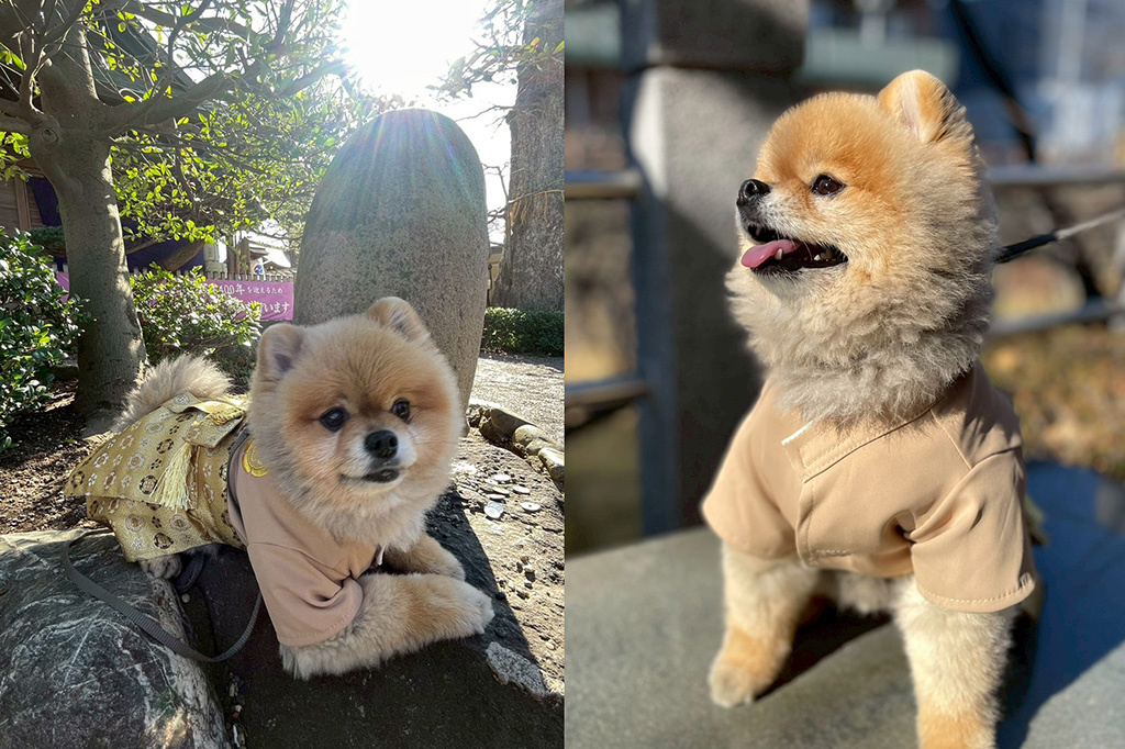 新年のご挨拶の画像