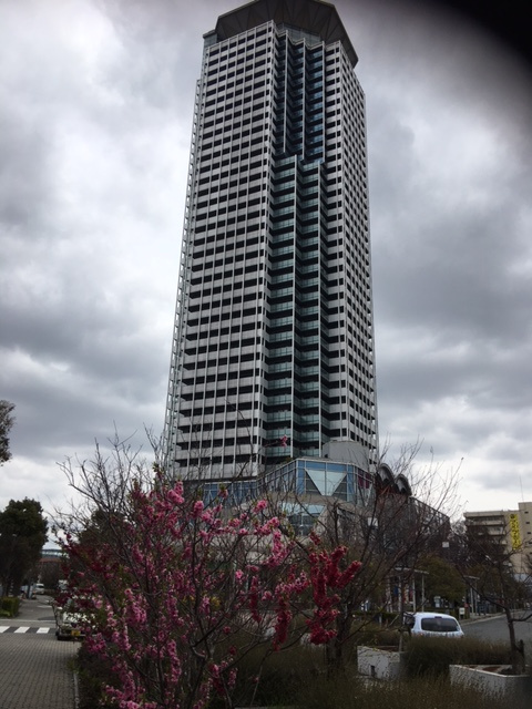 桜が咲いていました！！の画像