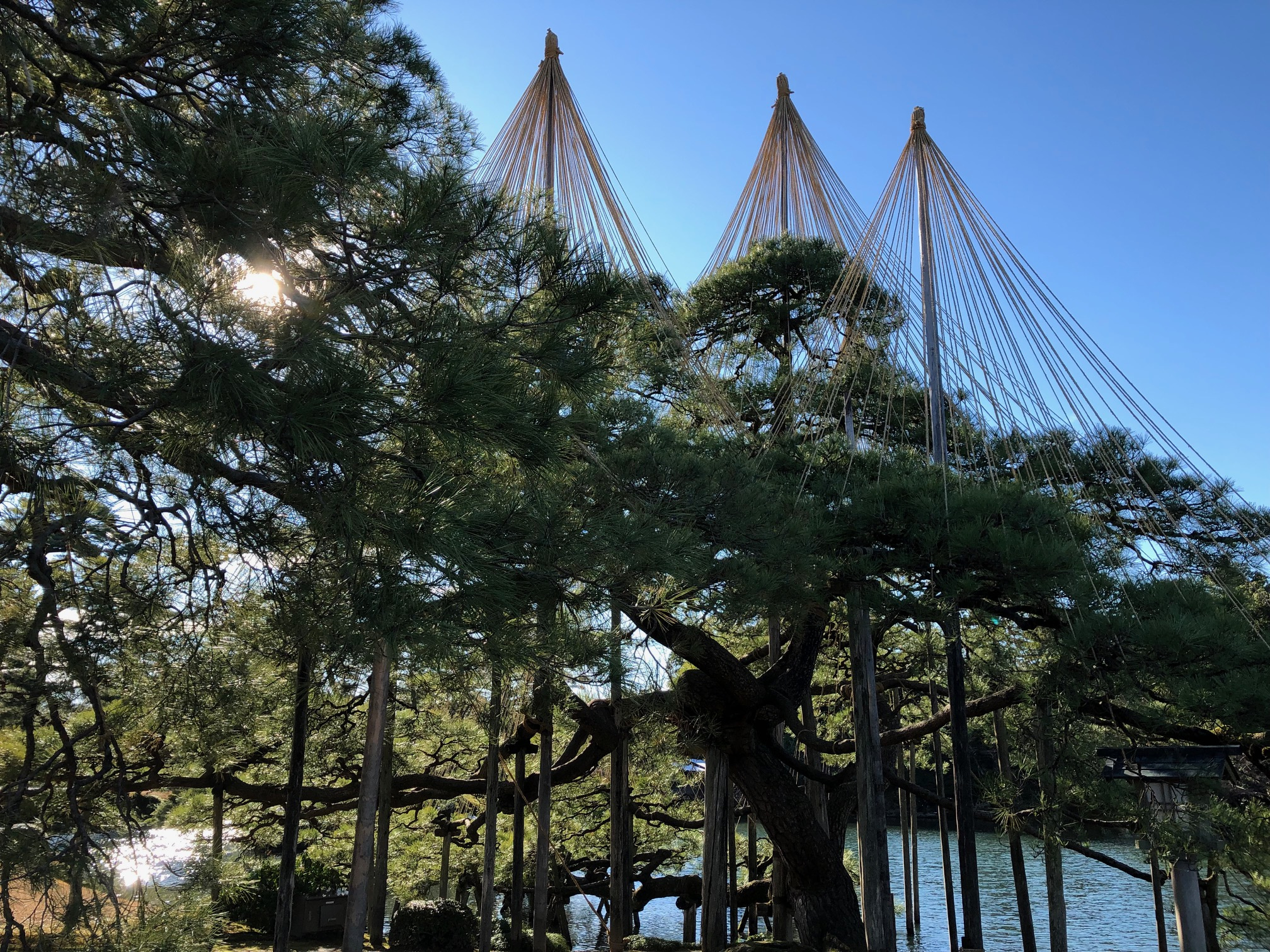 雪が無い！の画像