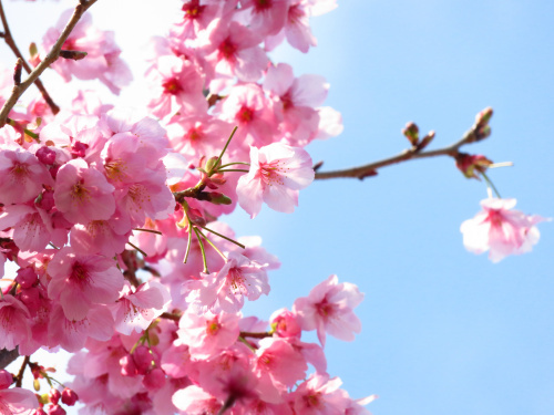 実は4月引越しって・・の画像