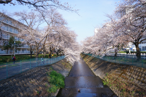 桜の画像