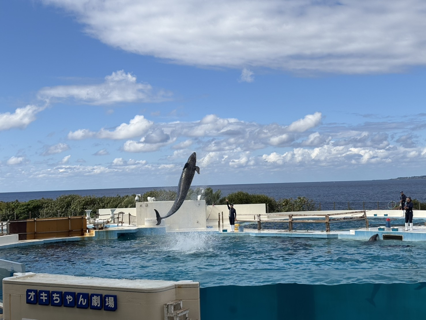 【沖縄観光】美ら海水族館オキちゃん劇場で見る感動のイルカショ...の画像