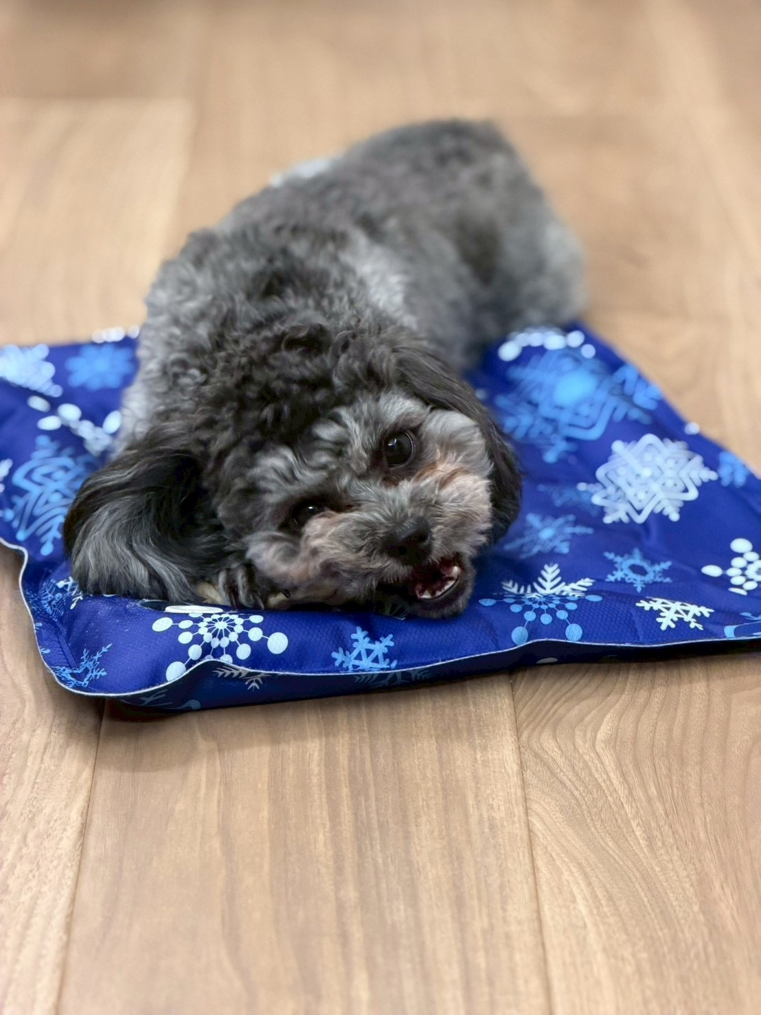 ペットと暮らせる物件☆の画像