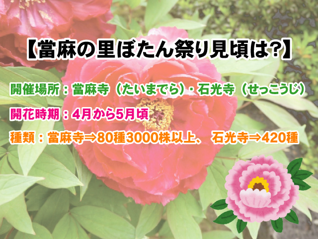 【大ぶりの花が咲き誇る當麻の里ぼたん祭り】見頃やスケジュールは？の画像