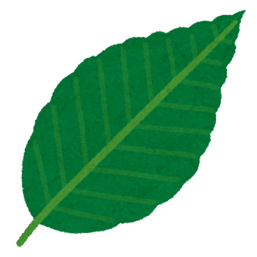 国産ブナ材の日の画像