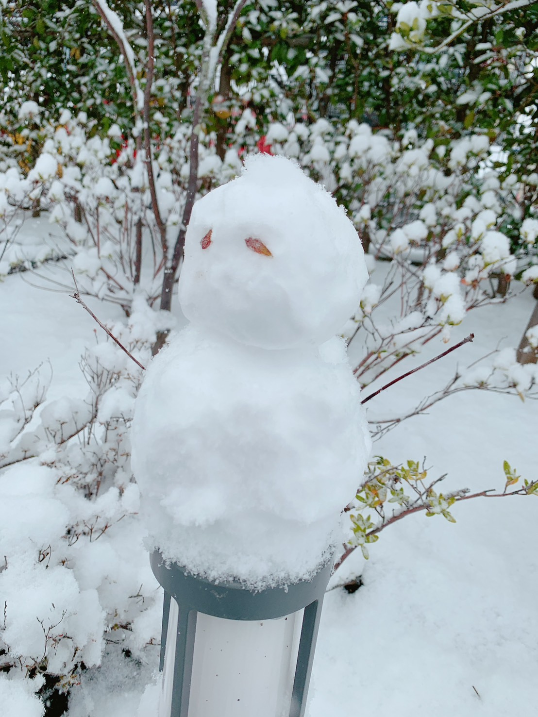 2月8日(日)　雪だるまつくろ～♪って歌った人、何人いたと思...の画像