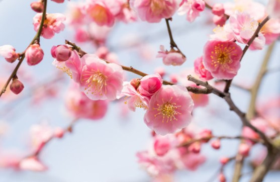 茅ヶ崎市からのお知らせです。の画像