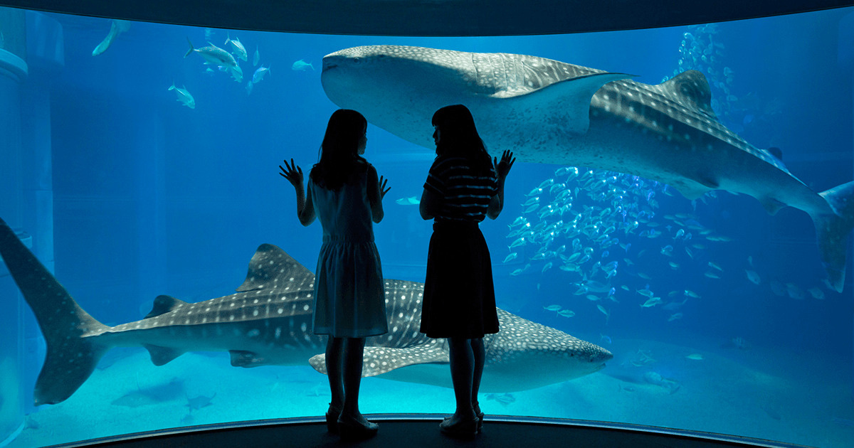 夜の海遊館は17時から！幻想的なナイトアクアリウムの魅力と楽...の画像