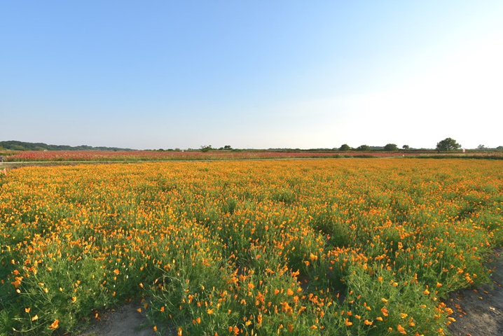 平成29年　第7回こうのす花まつり♪の画像