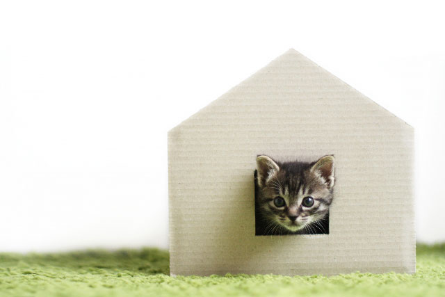 新築で猫と暮らす際の注意点は？安全対策やおすすめの設備につい...の画像