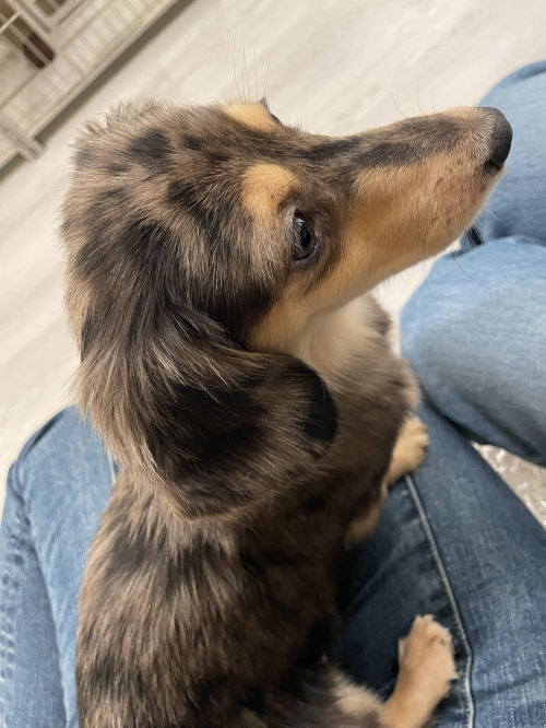 犬カフェの画像