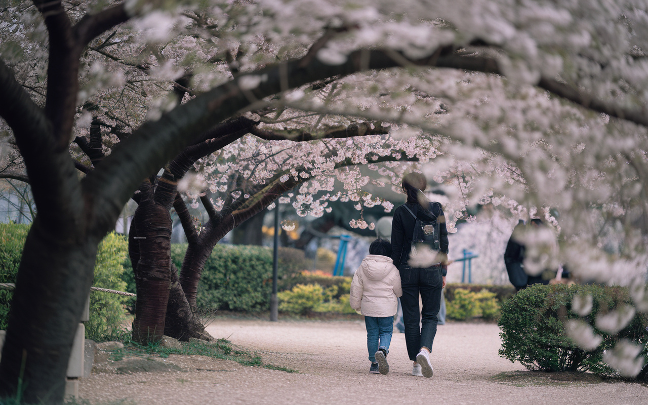春分の日に地域で桜を楽しみませんか小金井公園や東小金井駅周辺...の画像