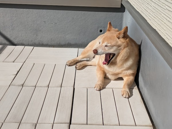ペット禁止のマンションで犬と住む理由は？大阪市旭区の実例と注...の画像