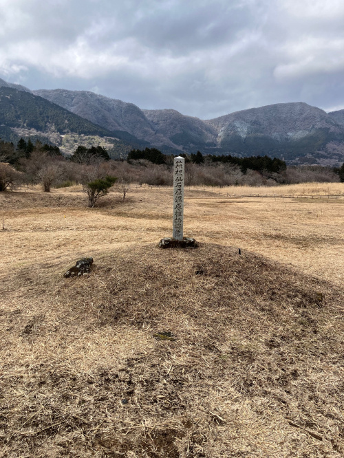 季節はずれのすすき！の画像